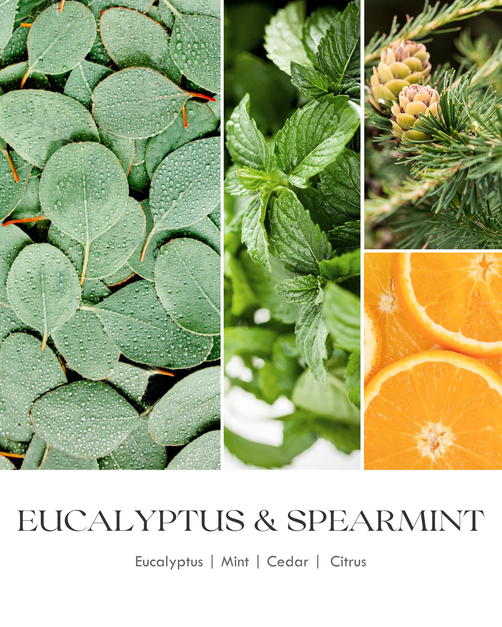 AOOVOO Classic Scented Candle –  Eucalyptus& Spearmint